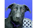 Adopt Chiclet a Labrador Retriever / Mixed dog in Midland, TX (41475554)