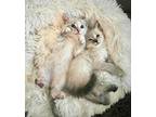 Adopt Sansa a Cream or Ivory (Mostly) Domestic Mediumhair (medium coat) cat in