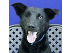 Adopt Sandy a Australian Kelpie / Mixed dog in Midland, TX (41475533)