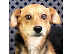 Adopt Rockwell a Beagle / Mixed dog in Midland, TX (41475531)