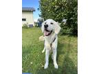 Adopt Rosey a White Golden Retriever / Mixed dog in Lowell, MI (41475479)