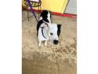 Adopt Harley a White - with Black Pit Bull Terrier / Mixed dog in Shreveport