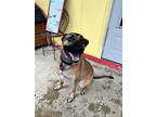 Adopt Angel a German Shepherd Dog / Mixed dog in Shreveport, LA (41475388)