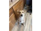 Adopt Sunny a Tan/Yellow/Fawn Wirehaired Fox Terrier / Mixed dog in Shreveport
