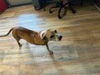 Adopt Tiffany a Tan/Yellow/Fawn Mixed Breed (Medium) / Mixed dog in Shreveport