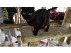 Adopt Eva a All Black Domestic Mediumhair / Mixed (medium coat) cat in