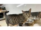 Adopt Luke a Brown Tabby Domestic Shorthair / Mixed (short coat) cat in