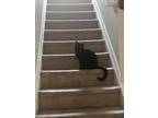 Adopt Ember a All Black Domestic Mediumhair / Mixed (short coat) cat in Atlanta
