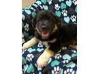 Adopt Neo a Tricolor (Tan/Brown & Black & White) Bernese Mountain Dog /