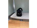 Adopt Mini a All Black Domestic Shorthair (short coat) cat in Manchester