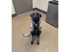 Adopt Hawk a Black Belgian Malinois dog in Apple Valley, CA (41475460)