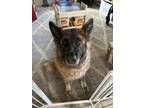 Adopt Rogue a Brown/Chocolate - with Black German Shepherd Dog / Mixed dog in