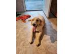 Adopt Diggs a Tan/Yellow/Fawn Labrador Retriever / Mixed dog in La Grange