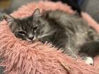 Adopt River a Gray or Blue Domestic Longhair / Mixed (medium coat) cat in