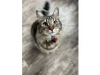 Adopt Jasper a Tiger Striped Domestic Mediumhair / Mixed (medium coat) cat in