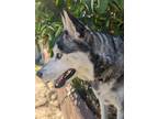 Adopt Leevi a Gray/Silver/Salt & Pepper - with Black Husky / Mixed dog in