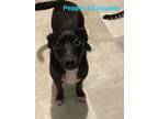 Adopt Pepper a Black - with White Terrier (Unknown Type, Medium) / Mixed dog in