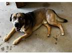 Adopt Ike a Tricolor (Tan/Brown & Black & White) German Shepherd Dog / American