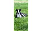 Adopt Honey a Black - with White Border Collie / Mixed dog in Oakdale