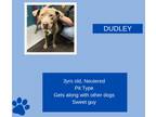 Adopt Dudley a Tan/Yellow/Fawn Weimaraner / Pit Bull Terrier / Mixed dog in