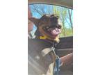 Adopt Bob a Black - with Tan, Yellow or Fawn Jack Russell Terrier / Mixed dog in