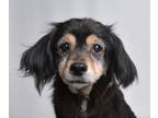 Adopt Brody a Black Mixed Breed (Small) dog in Jefferson City, MO (41475358)