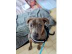 Adopt Roxy a Brindle Labrador Retriever / American Pit Bull Terrier / Mixed dog