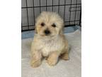 Adopt ABBA a Tan/Yellow/Fawn Poodle (Toy or Tea Cup) / Maltipoo / Mixed dog in