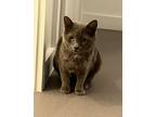 Adopt Mavis a Gray, Blue or Silver Tabby Domestic Shorthair (short coat) cat in