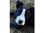 Adopt Sasha a Black - with White American Pit Bull Terrier / American Pit Bull