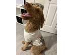 Adopt Max a Brown/Chocolate - with Tan Goldendoodle / Mixed dog in Miami