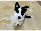 Adopt Journey a Border Collie / Mixed dog in Edmonton, AB (41475325)