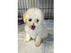 Adopt AVA a White Maltipoo / Poodle (Toy or Tea Cup) / Mixed dog in Culver City
