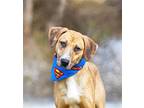 Adopt Corey a Hound (Unknown Type) / Labrador Retriever / Mixed dog in