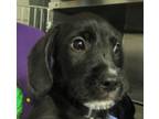 Adopt Juniper a Terrier (Unknown Type, Medium) / Mixed dog in Raleigh