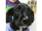 Adopt Hemlock a Terrier (Unknown Type, Medium) / Mixed dog in Raleigh