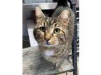 Adopt Carlos a Brown Tabby American Shorthair / Mixed (short coat) cat in