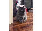 Adopt Diesel a Gray or Blue Domestic Longhair / Mixed (long coat) cat in