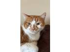 Adopt Sampson a Orange or Red American Shorthair / Mixed (short coat) cat in