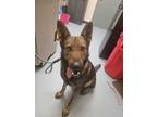 Adopt Semba a German Shepherd Dog / Mixed dog in Portsmouth, VA (41475282)