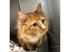 Adopt Sunny a Domestic Longhair / Mixed cat in Golden, CO (41475263)