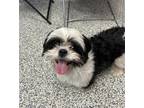 Adopt Chino a Shih Tzu / Mixed dog in Golden, CO (41475262)