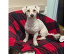 Adopt Howdy a White Bichon Frise / Mixed dog in Tipton, IA (41475192)