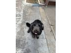 Adopt Stormi a Black Goldendoodle / Mixed dog in Conway, AR (41475190)