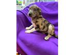 Adopt Nya a Tricolor (Tan/Brown & Black & White) Catahoula Leopard Dog /