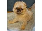 Adopt Gypsy a Tan/Yellow/Fawn Pekingese / Pomeranian / Mixed dog in Carrollton