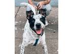 Adopt Arlo a White - with Black Australian Cattle Dog / Mutt / Mixed dog in