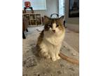 Adopt Megalodon a Calico or Dilute Calico Domestic Longhair / Mixed (long coat)