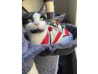 Adopt Oreo a Black & White or Tuxedo American Shorthair (short coat) cat in