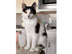 Adopt Gato a Black & White or Tuxedo Domestic Shorthair / Mixed (short coat) cat